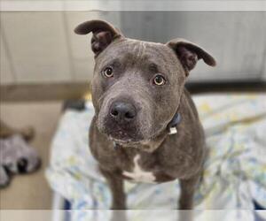 American Pit Bull Terrier Dogs for adoption in Derwood, MD, USA