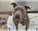 Small American Pit Bull Terrier