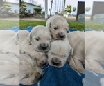 Small Photo #13 English Cream Golden Retriever Puppy For Sale in ELVERTA, CA, USA