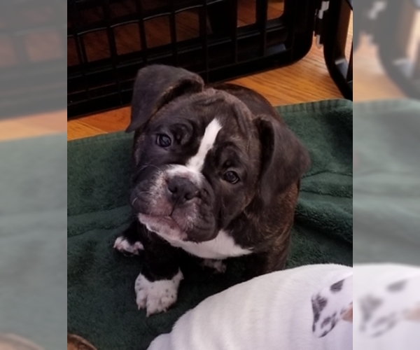 Medium Photo #1 Miniature Bulldog Puppy For Sale in CENTER VALLEY, PA, USA