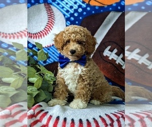 Bichpoo-Poodle (Miniature) Mix Puppy for sale in NOTTINGHAM, PA, USA