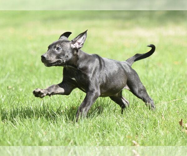 Medium Photo #5 Mutt Puppy For Sale in Mechanicsburg, PA, USA