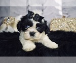 Puppy 4 Shih Tzu