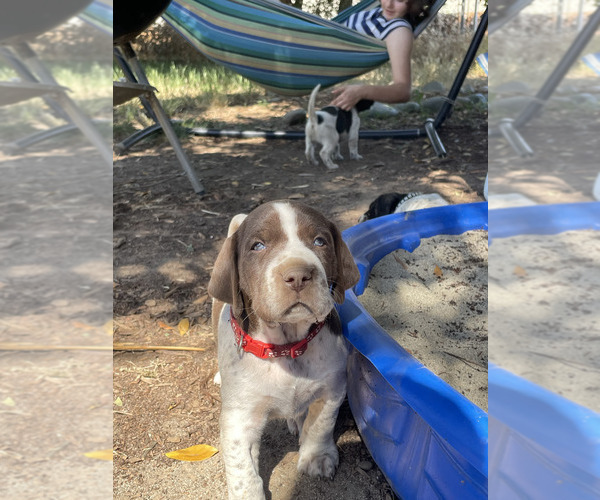 Medium Photo #10 Pointer Puppy For Sale in SACRAMENTO, CA, USA