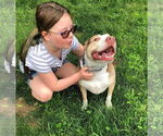 Small #2 American Pit Bull Terrier Mix