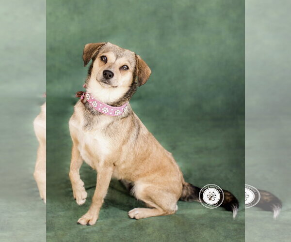 Medium Photo #6 Beagle-Unknown Mix Puppy For Sale in Newport Beach, CA, USA