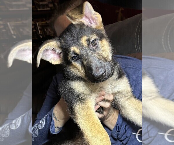 Medium Photo #4 German Shepherd Dog Puppy For Sale in SACRAMENTO, CA, USA