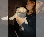 Puppy 2 French Bulldog