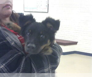German Shepherd Dog-Unknown Mix Dogs for adoption in Fort Wayne, IN, USA