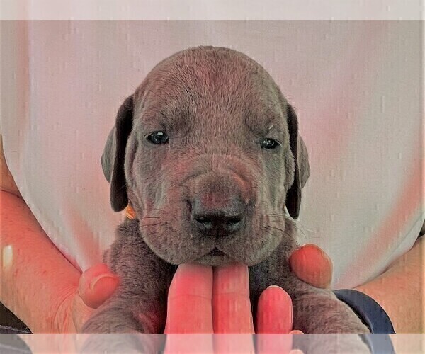 Medium Photo #1 Great Dane Puppy For Sale in IDAHO FALLS, ID, USA
