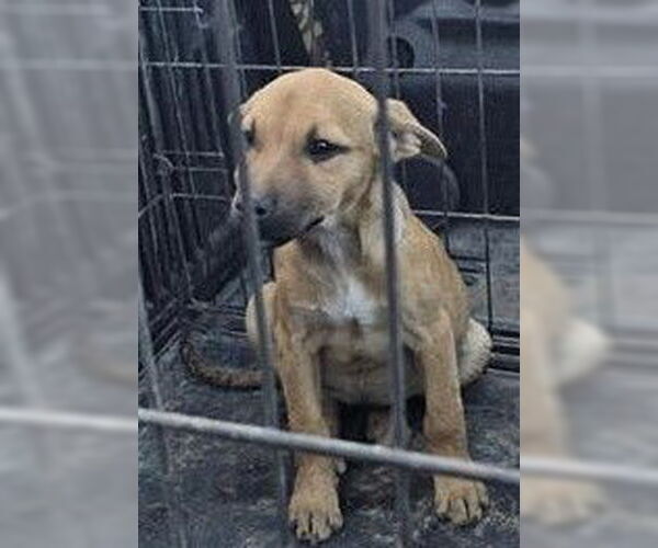 Medium Photo #1 Mutt Puppy For Sale in San Antonio, TX, USA