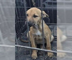 Mutt Dogs for adoption in San Antonio, TX, USA