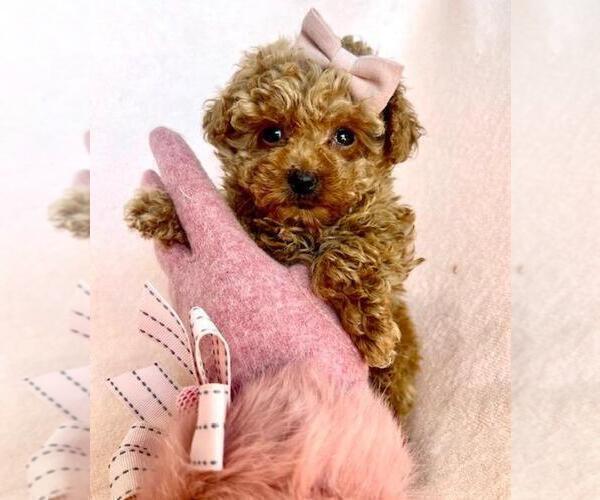 Medium Photo #12 Maltese Puppy For Sale in WINTER PARK, FL, USA