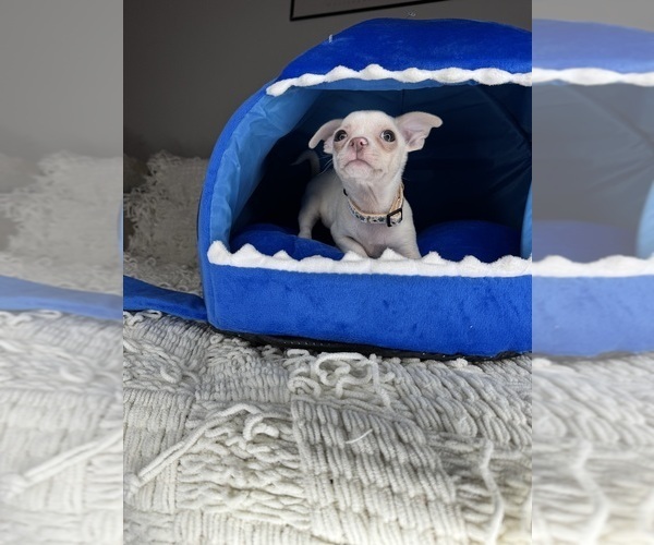 Medium Photo #10 Chihuahua Puppy For Sale in CHARLOTTE, NC, USA