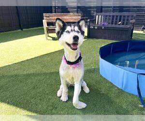 Siberian Husky Dogs for adoption in Orange, CA, USA