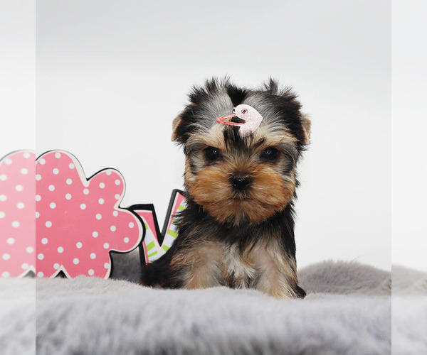 Medium Photo #3 Yorkshire Terrier Puppy For Sale in LOS ANGELES, CA, USA