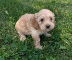 Small Photo #17 Cavapoo Puppy For Sale in GOSHEN, IN, USA