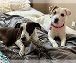 Small #1 Mutt