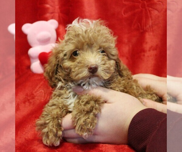 Medium Photo #7 Poodle (Toy) Puppy For Sale in COATESVILLE, PA, USA