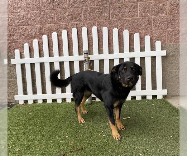 Medium Photo #2 German Shepherd Dog-Unknown Mix Puppy For Sale in Modesto, CA, USA