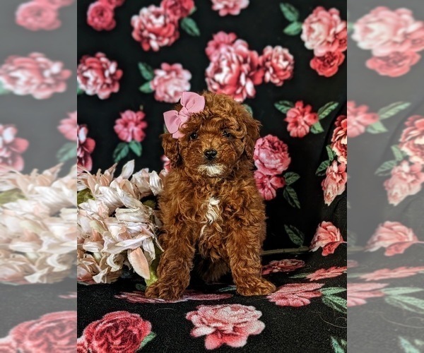 Medium Photo #3 Poodle (Miniature) Puppy For Sale in NOTTINGHAM, PA, USA