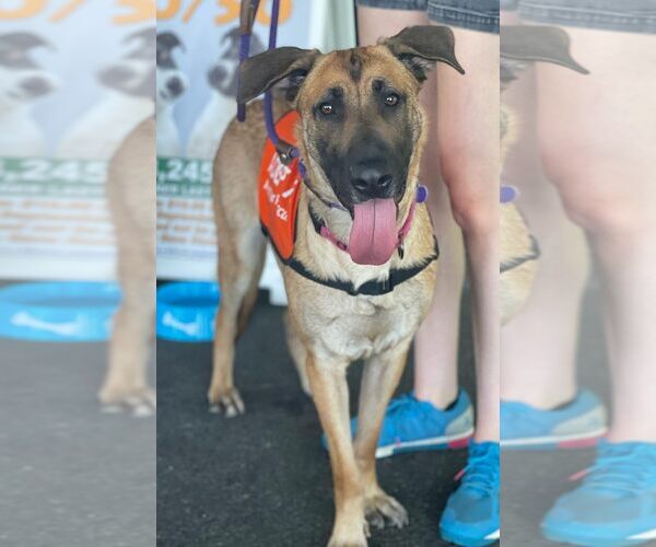 Medium Photo #17 German Shepherd Dog-Unknown Mix Puppy For Sale in Boonton, NJ, USA