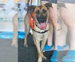 Small #16 German Shepherd Dog Mix