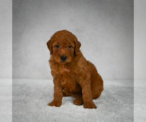 Goldendoodle Puppy for sale in ITASCA, TX, USA