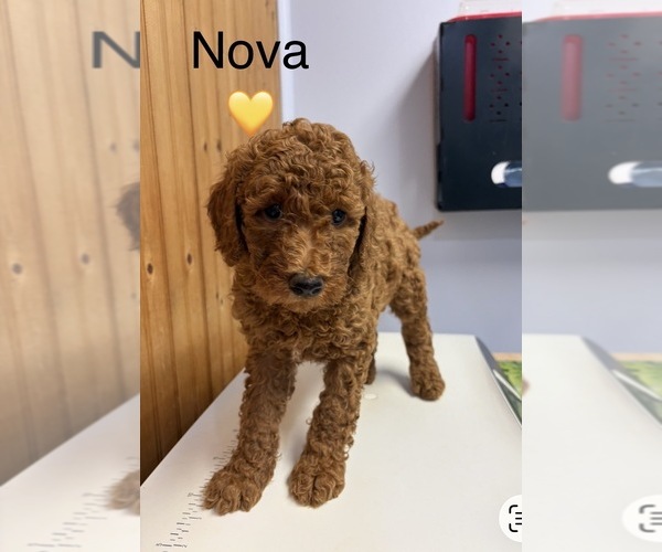 Medium Photo #1 Goldendoodle Puppy For Sale in HILLSBORO, TX, USA