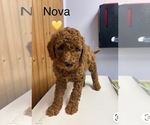 Nova - Female Goldendoodle Puppy for Sale - Small photo
