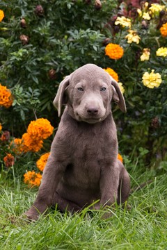 Medium Photo #1 Labrador Retriever Puppy For Sale in NEW PITTSBURGH, OH, USA