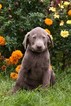 Small Photo #1 Labrador Retriever Puppy For Sale in NEW PITTSBURGH, OH, USA
