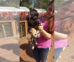 Small Photo #10 German Shepherd Dog Puppy For Sale in LAWRENCEBURG, TN, USA