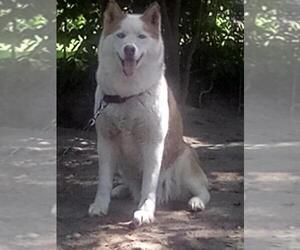 Siberian Husky Dog for Adoption in FLORENCE, South Carolina USA