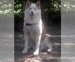 Alina - Female Siberian Husky Dog for Adoption - Small photo