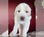 Puppy 2 Anatolian Shepherd-Great Pyrenees Mix