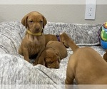 Small Photo #15 Vizsla Puppy For Sale in CANBY, OR, USA