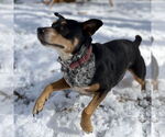 Small #2 Labrador Retriever Mix