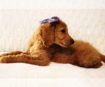 Small Photo #9 Goldendoodle Puppy For Sale in BRIGHTON, MO, USA