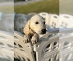 Small Photo #4 English Cream Golden Retriever Puppy For Sale in FRANKLINTON, NC, USA