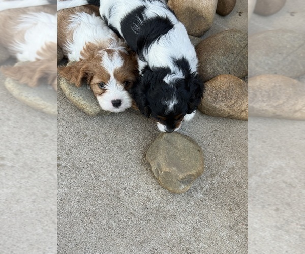 Medium Photo #11 Cavapoo (Miniature) Puppy For Sale in SAINT FRANCIS, MN, USA