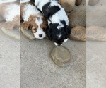 Small #10 Cavapoo (Miniature)