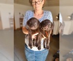 Small Photo #16 Labrador Retriever Puppy For Sale in WAGENER, SC, USA