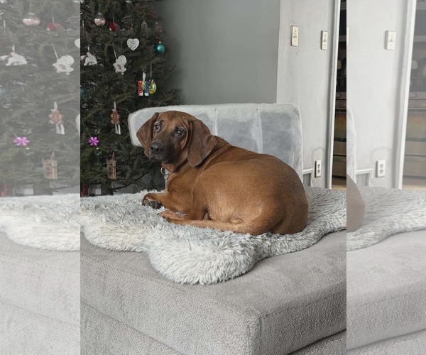 Medium Photo #2 Redbone Coonhound-Unknown Mix Puppy For Sale in Westwood, NJ, USA