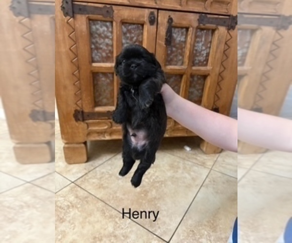 Medium Photo #2 Shih Apso Puppy For Sale in SCOTTSDALE, AZ, USA