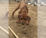 Small Photo #103 Rhodesian Ridgeback Puppy For Sale in MORONGO VALLEY, CA, USA