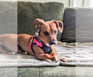Honeybee - Female Mutt Dog for Adoption - Photo #30