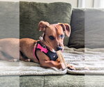 Small Photo #30 Mutt Puppy For Sale in Mundelein, IL, USA