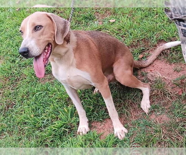 Medium Photo #1 Treeing Walker Coonhound-Unknown Mix Puppy For Sale in Rutherfordton, NC, USA