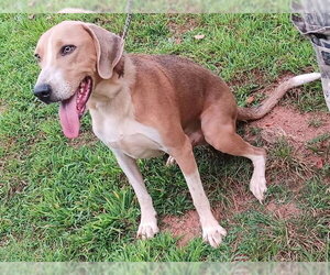 Treeing Walker Coonhound-Unknown Mix Dogs for adoption in Rutherfordton, NC, USA